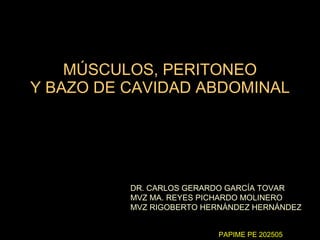 MÚSCULOS, PERITONEO Y BAZO DE CAVIDAD ABDOMINAL DR. CARLOS GERARDO GARCÍA TOVAR MVZ MA. REYES PICHARDO MOLINERO  MVZ RIGOBERTO HERNÁNDEZ HERNÁNDEZ PAPIME PE 202505 
