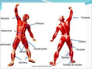 Bicípete Peitoral Abdominal Gémeos Sartório Quadricípete Quadricípete Tricípete Glúteo Bícípete Gémeo Tendão de Aquiles Imagem retirada de Manual Escolar 