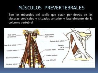 MÚSCULOS PREVERTEBRALES Son los músculos del cuello que están por detrás de las vísceras cervicales y situados anterior y lateralmente de la columna vertebral 
