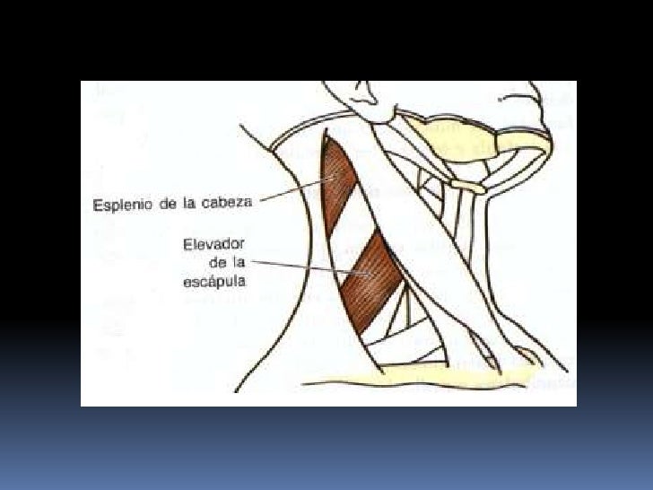 MúSculos Prevertebrales