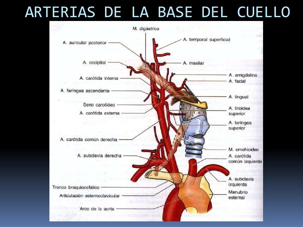 MúSculos Prevertebrales