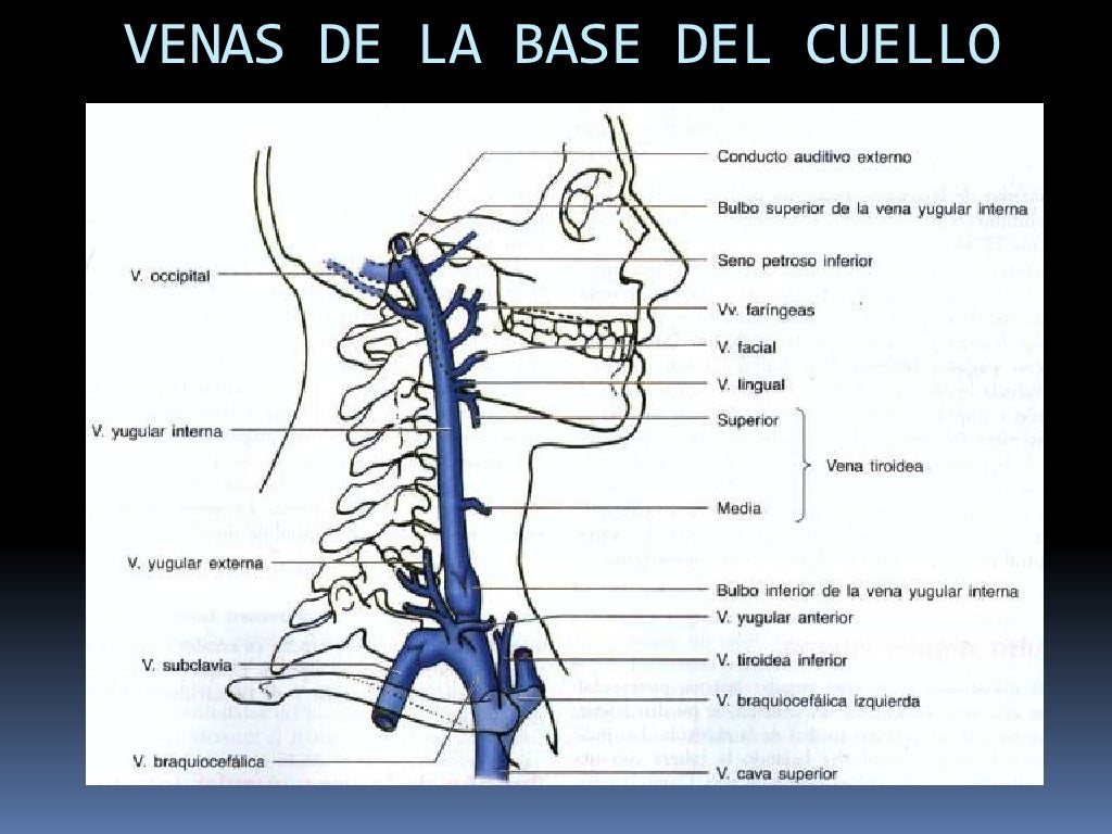 MúSculos Prevertebrales