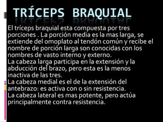 TRÍCEPS BRAQUIAL
El tríceps braquial esta compuesta por tres
porciones . La porción media es la mas larga, se
extiende del omoplato al tendón común y recibe el
nombre de porción larga son conocidas con los
nombres de vasto interno y externo.
La cabeza larga participa en la extensión y la
abducción del brazo, pero esta es la menos
inactiva de las tres.
La cabeza medial es el de la extensión del
antebrazo: es activa con o sin resistencia.
La cabeza lateral es mas potente, pero actúa
principalmente contra resistencia.
 