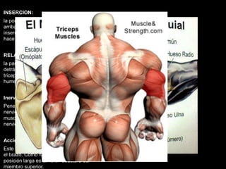 INSERCION:
la porción larga del tríceps se inserta por
arriba, mediante un tendón cilíndrico. La
inserción superior del vasto externo se
hace en la cara posterior del humero.
RELACION:
la parte superior del tríceps se relaciona
detrás con el deltoides, la porción larga del
triceps, contribuye a formar el cuadrilátero
humerootricipital,
Inervación
Penetran en el triceps tres ramos
nerviosos, para cada uno de sus masas
musculares. Todos ellos provienen del
nervio radial.
Acción
Este musculo extiende el antebrazo sobre
el brazo. Como función secundaria, su
posición larga es también aductora del
miembro superior.
 