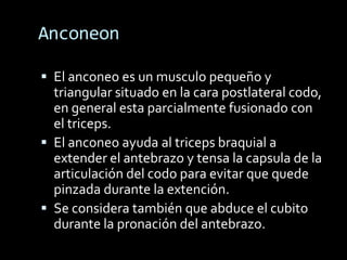 Anconeon
 El anconeo es un musculo pequeño y
triangular situado en la cara postlateral codo,
en general esta parcialmente fusionado con
el triceps.
 El anconeo ayuda al triceps braquial a
extender el antebrazo y tensa la capsula de la
articulación del codo para evitar que quede
pinzada durante la extención.
 Se considera también que abduce el cubito
durante la pronación del antebrazo.
 