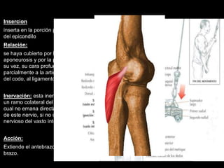 Insercion
inserta en la porción posterior
del epicondilo
Relación:
se haya cubierto por la
aponeurosis y por la piel, y a
su vez, su cara profunda cubre
parcialmente a la articulación
del codo, al ligamento anular,
Inervación: esta inervado por
un ramo colateral del radial, el
cual no emana directamente
de este nervio, si no del ramo
nervioso del vasto interno
Acción:
Extiende el antebrazo sobre el
brazo.
 