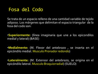 Fosa del Codo
Se trata de un espacio relleno de una cantidad variable de tejido
adiposo. Los márgenes que delimitan el espacio triangular de la
fosa del codo son:
•Superiormente: (línea imaginaria que une a los epicondilos
medial y lateral) (BASE)
•Medialmente: (M. Flexor del antebrazo , se inserta en el
epicóndilo medial. Musculo Pronador redondo)
•Lateralmente: (M. Extensor del antebrazo, se origina en el
epicóndilo lateral. Musculo Braquiorradial) (SUELO)
 