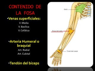 •Venas superficiales:
V. Media
V. Basílica
V.Cefálica
•Arteria Humeral o
braquial
Art. Radial
Art. Cubital
•Tendón del bíceps
CONTENIDO DE
LA FOSA
 