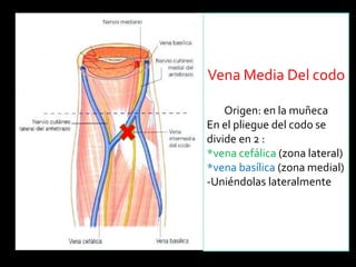 Vena Media Del codo
Origen: en la muñeca
En el pliegue del codo se
divide en 2 :
*vena cefálica (zona lateral)
*vena basílica (zona medial)
-Uniéndolas lateralmente
 