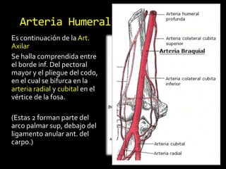 Es continuación de la Art.
Axilar
Se halla comprendida entre
el borde inf. Del pectoral
mayor y el pliegue del codo,
en el cual se bifurca en la
arteria radial y cubital en el
vértice de la fosa.
(Estas 2 forman parte del
arco palmar sup, debajo del
ligamento anular ant. del
carpo.)
Arteria Humeral-Braquial
 