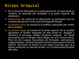 Bíceps braquial
 Es un musculo bifurcado en su parte proximal, a lo que alude su
nombre, se extiende del omoplato a la parte superior del
antebrazo.
 Inserciones: las ramas de su bifurcación se distinguen con los
nombres de porción corta y porción larga del bíceps.
 La porción corta: se inserta en la apófisis coracoides por medio
de un tendón.
 La porción larga: se inserta en la parte superior de la cavidad
glenoidea, el tendón originado en este punto es delgado y
cilíndrico al principio. Ambos tendones originan las fibras
musculares que se dirigen hacia abajo casi a la misma altura.
Pero los dos cuerpos musculares así formados permanecen
independientes durante bastante trecho, hasta que en el tercio
inferior del brazo se reúnen en una masa muscular, que va a
fijarse mediante un robusto tendón en la tuberosidad bicipital
del radio.
 