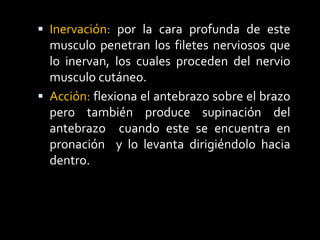  Inervación: por la cara profunda de este
musculo penetran los filetes nerviosos que
lo inervan, los cuales proceden del nervio
musculo cutáneo.
 Acción: flexiona el antebrazo sobre el brazo
pero también produce supinación del
antebrazo cuando este se encuentra en
pronación y lo levanta dirigiéndolo hacia
dentro.
 