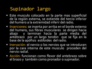 Supinador largo
 Este musculo colocado en la parte mas superficial
de la región externa, se extiende del tercio inferior
del humero a la extremidad inferir del radio.
 Inserciones: se inserta por arriba en el borde externo
del humero, sus fibras musculares se dirigen hacia
abajo y terminan hacia la parte media del
antebrazo por un largo tendón que se fija en la
base de la apófisis estiloides del radio.
 Inervación: el nervio o los nervios que se introducen
por la cara interna de este musculo proceden del
nervio radial.
 Acción: funcionan como flexor del antebrazo sobre
el brazo y también como pronador o supinador.
 