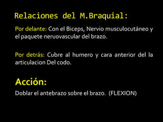 Por delante: Con el Biceps, Nervio musculocutáneo y
el paquete neruovascular del brazo.
Por detrás: Cubre al humero y cara anterior del la
articulacion Del codo.
Acción:
Doblar el antebrazo sobre el brazo. (FLEXION)
Relaciones del M.Braquial:
 