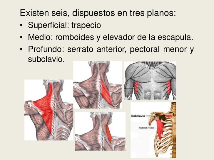 Músculos que unen al tronco con la cintura escapular rm9