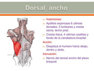 Dorsal  anchoInserciones: Apófisis espinosas 6 ultimas dorsales, 5 lumbares y cresta sacra, tercio post. Cresta iliaca, 4 ultimas costillas y fondo de la canaladura bicipital.Acción: Desplaza el humero hacia abajo, dentro y atrás.Inervación: Nervio del dorsal ancho del plexo braquial.
