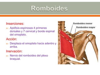RomboidesInserciones: Apófisis espinosas 4 primeras dorsales y 7 cervical y borde espinal del omoplato.Acción: Desplaza el omoplato hacia adentro y arriba.Inervación: Nervio del romboides del plexo braquial.