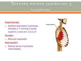 Serrato menor posterior y superiorInserciones: Apófisis espinosas 3 primeras dorsales y 7 cervical y borde superior y cara ext. 2,3,4 y 5 Acción: Músculo inspiradorInervación: Ramos de los 4 primeros intercostales.