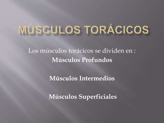 Los músculos torácicos se dividen en :
Músculos Profundos
Músculos Intermedios
Músculos Superficiales
 