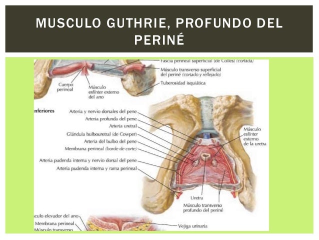 Ubicacion Del Perineo En El Hombre es.slideshare.net