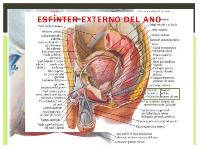 Ubicacion Del Perineo En El Hombre es.slideshare.net