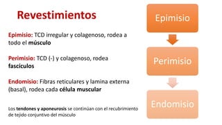 Revestimientos Epimisio
Perimisio
Endomisio
Epimisio: TCD irregular y colagenoso, rodea a
todo el músculo
Perimisio: TCD (...