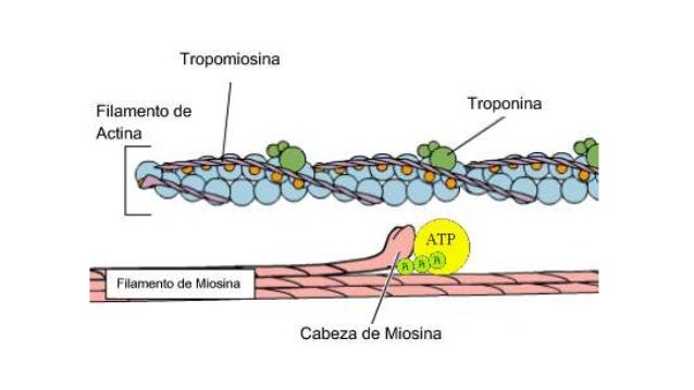 Histología Músculo Esqueletico, Cardiaco y Liso