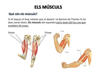 ELS MÚSCULS
Què són els músculs?
Si et toques el braç notaràs que al davant i al darrere de l’húmer hi ha
dues zones toves. Els músculs són aquestes parts toves del teu cos que
envolten els ossos.
Bíceps Tríceps
 