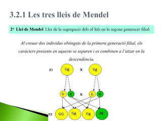 Al creuar dos individus obtinguts de la primera generació filial, els
caràcters presents en aquests se separen i es combinen a l’atzar en la
descendència.

 
