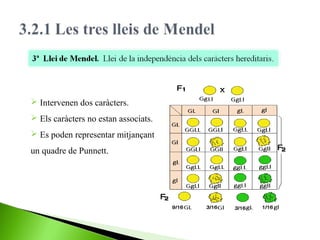  Intervenen dos caràcters.
 Els caràcters no estan associats.
 Es poden representar mitjançant
un quadre de Punnett.

 