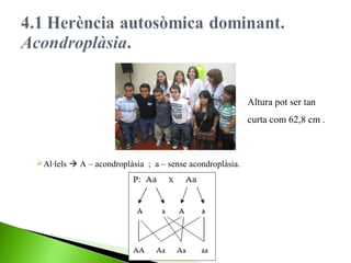Altura pot ser tan
curta com 62,8 cm .

Al·lels  A – acondroplàsia ; a – sense acondroplàsia.

 