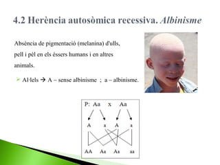 Absència de pigmentació (melanina) d'ulls,
pell i pèl en els éssers humans i en altres
animals.
 Al·lels  A – sense albinisme ; a – albinisme.

 