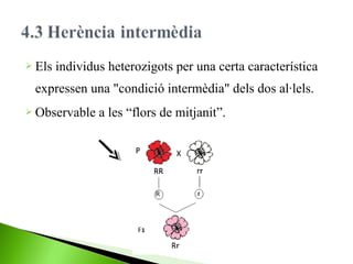  Els

individus heterozigots per una certa característica

expressen una "condició intermèdia" dels dos al·lels.
 Observable

a les “flors de mitjanit”.

 