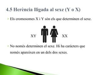  Els

cromosomes X i Y són els que determinen el sexe.

XY
 No

XX

només determinen el sexe. Hi ha caràcters que

només apareixen en un dels dos sexes.

 