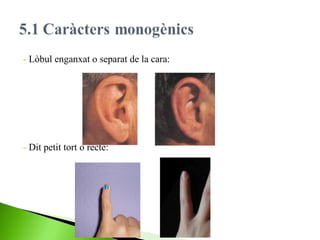 - Lòbul enganxat o separat de la cara:

- Dit petit tort o recte:

 