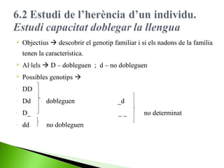 

Objectius  descobrir el genotip familiar i si els nadons de la família
tenen la característica.



Al·lels  D – dobleguen ; d – no dobleguen



Possibles genotips 

-

DD

-

Dd

-

D_

-

dd

dobleguen

_d
__

no dobleguen

no determinat

 