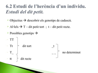 

Objectius  descobrir els genotips de cadascú.



Al·lels  T – dit petit tort ; t – dit petit recte.



Possibles genotips 

-

TT

-

Tt

-

T_

-

tt

dit tort

_t
__

dit recte

no determinat

 