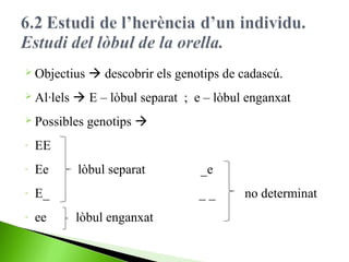  Objectius
 Al·lels

 E – lòbul separat ; e – lòbul enganxat

 Possibles
-

Ee

-

E_

-

ee

genotips 

EE

-

 descobrir els genotips de cadascú.

lòbul separat

_e
__

lòbul enganxat

no determinat

 