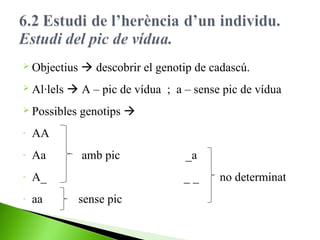  Objectius
 Al·lels

 A – pic de vídua ; a – sense pic de vídua

 Possibles
-

Aa

-

A_

-

aa

genotips 

AA

-

 descobrir el genotip de cadascú.

amb pic

_a
__

sense pic

no determinat

 