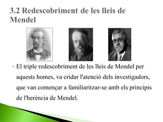  El

triple redescobriment de les lleis de Mendel per

aquests homes, va cridar l'atenció dels investigadors,
que van començar a familiaritzar-se amb els principis
de l'herència de Mendel.

 