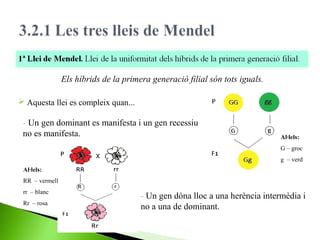 Els híbrids de la primera generació filial són tots iguals.
 Aquesta llei es compleix quan...

- Un gen dominant es manifesta i un gen recessiu
no es manifesta.

Al·lels:
G – groc
g – verd

Al·lels:
RR – vermell
rr – blanc
Rr – rosa

- Un gen dóna lloc a una herència intermèdia i
no a una de dominant.

 