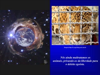 Nós ainda maltratamos os animais, privando-os da liberdade para o deleite egoísta.  Imagem:http://k.vogel.blog.uol.com.br 