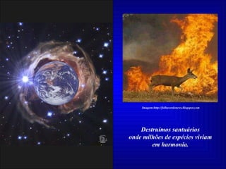 Destruímos santuários onde milhões de espécies viviam em harmonia.   Imagem:http://folhaverdenews.blogspot.com 