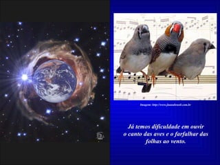 Já temos dificuldade em ouvir o canto das aves e o farfalhar das folhas ao vento.  Imagem: http://www.faunabrasil.com.br 