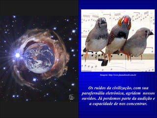 Os ruídos da civilização, com sua parafernália eletrônica, agridem  nossos ouvidos. Já perdemos parte da audição e a capacidade de nos concentrar. Imagem: http://www.faunabrasil.com.br 