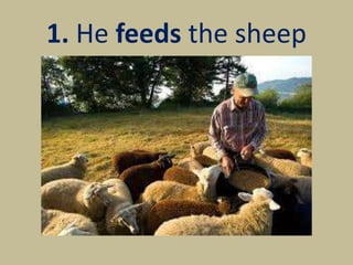 1. He feeds the sheep
 