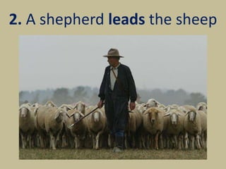 2. A shepherd leads the sheep
 