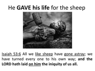 He GAVE his life for the sheep
Isaiah 53:6 All we like sheep have gone astray; we
have turned every one to his own way; and the
LORD hath laid on him the iniquity of us all.
 