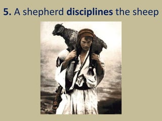 5. A shepherd disciplines the sheep
 