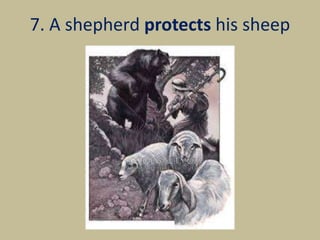 7. A shepherd protects his sheep
 